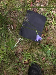 Wahlenbergia multicaulis