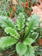 Senecio