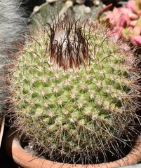 Parodia