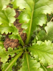 Senecio