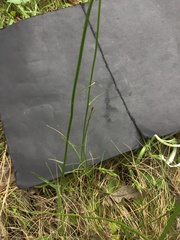 Wahlenbergia multicaulis