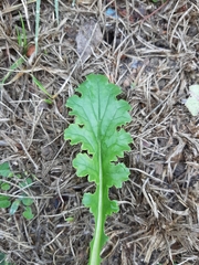 Senecio