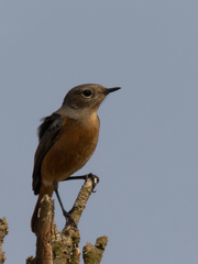 Phoenicurus moussieri