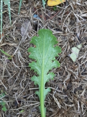 Senecio