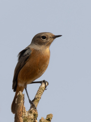 Phoenicurus moussieri