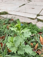 Senecio