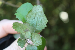 Brachyglottis sciadophila