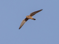 Falco tinnunculus