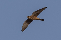 Falco tinnunculus