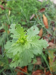 Senecio