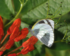 Leptophobia penthica
