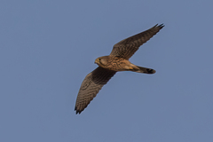 Falco tinnunculus