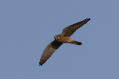 Falco tinnunculus
