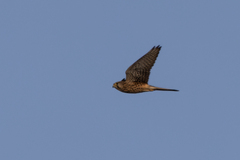 Falco tinnunculus
