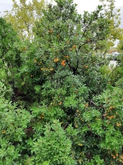 Arbutus unedo