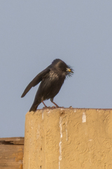 Sturnus unicolor