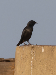 Sturnus unicolor