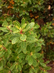 Arbutus unedo