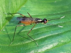 Rainieria