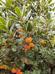 Arbutus unedo