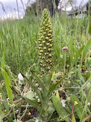 Pterygodium orobanchoides