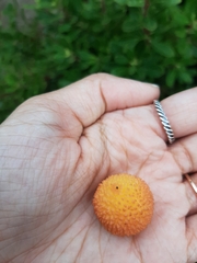 Arbutus unedo