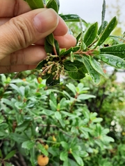 Arbutus unedo