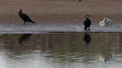 Phalacrocorax carbo