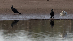 Phalacrocorax carbo
