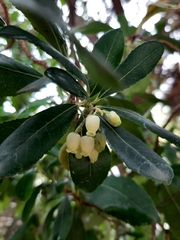 Arbutus unedo