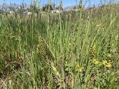 Pterygodium orobanchoides