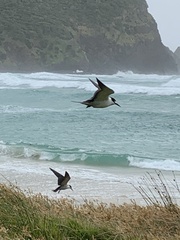 Onychoprion fuscatus