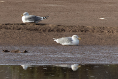 Larus michahellis