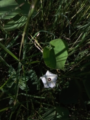 Ipomoea obscura