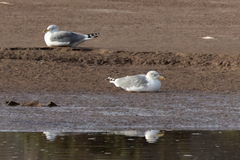 Larus michahellis