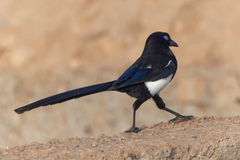 Pica mauritanica