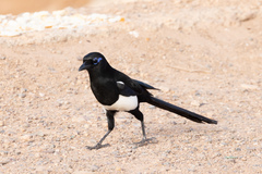 Pica mauritanica