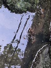 Fejervarya cancrivora