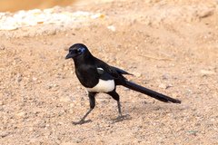 Pica mauritanica