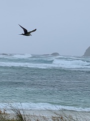 Onychoprion fuscatus