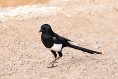 Pica mauritanica