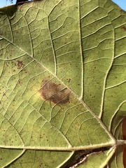 Ectoedemia platanella