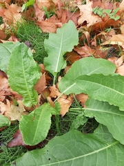 Rumex crispus