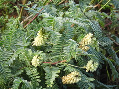 Astragalus pycnostachyus