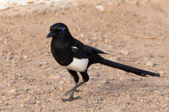 Pica mauritanica
