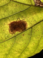 Ectoedemia platanella