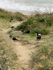 Onychoprion fuscatus