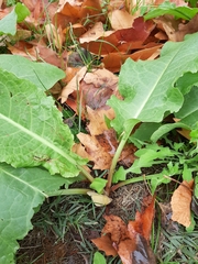 Rumex crispus