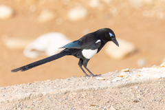 Pica mauritanica