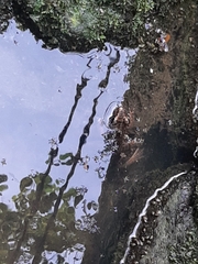 Fejervarya cancrivora